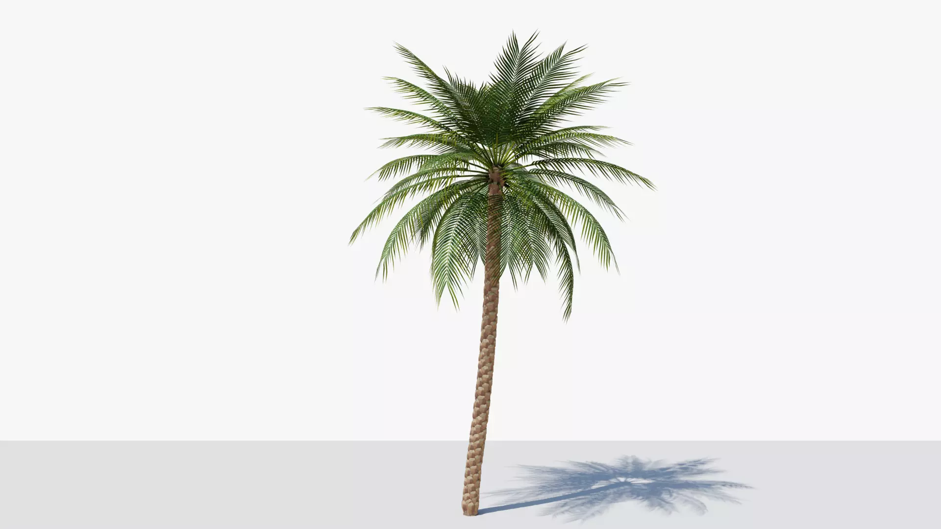 Date Palm v2 Low-poly 3D model_0
