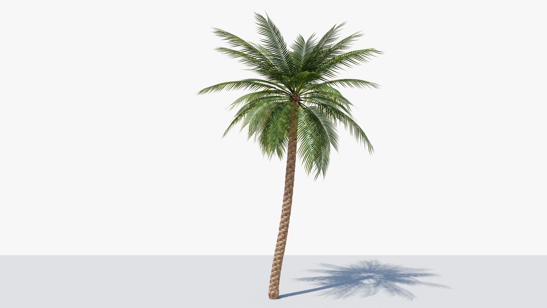 Date Palm v2 Low-poly 3D model_2