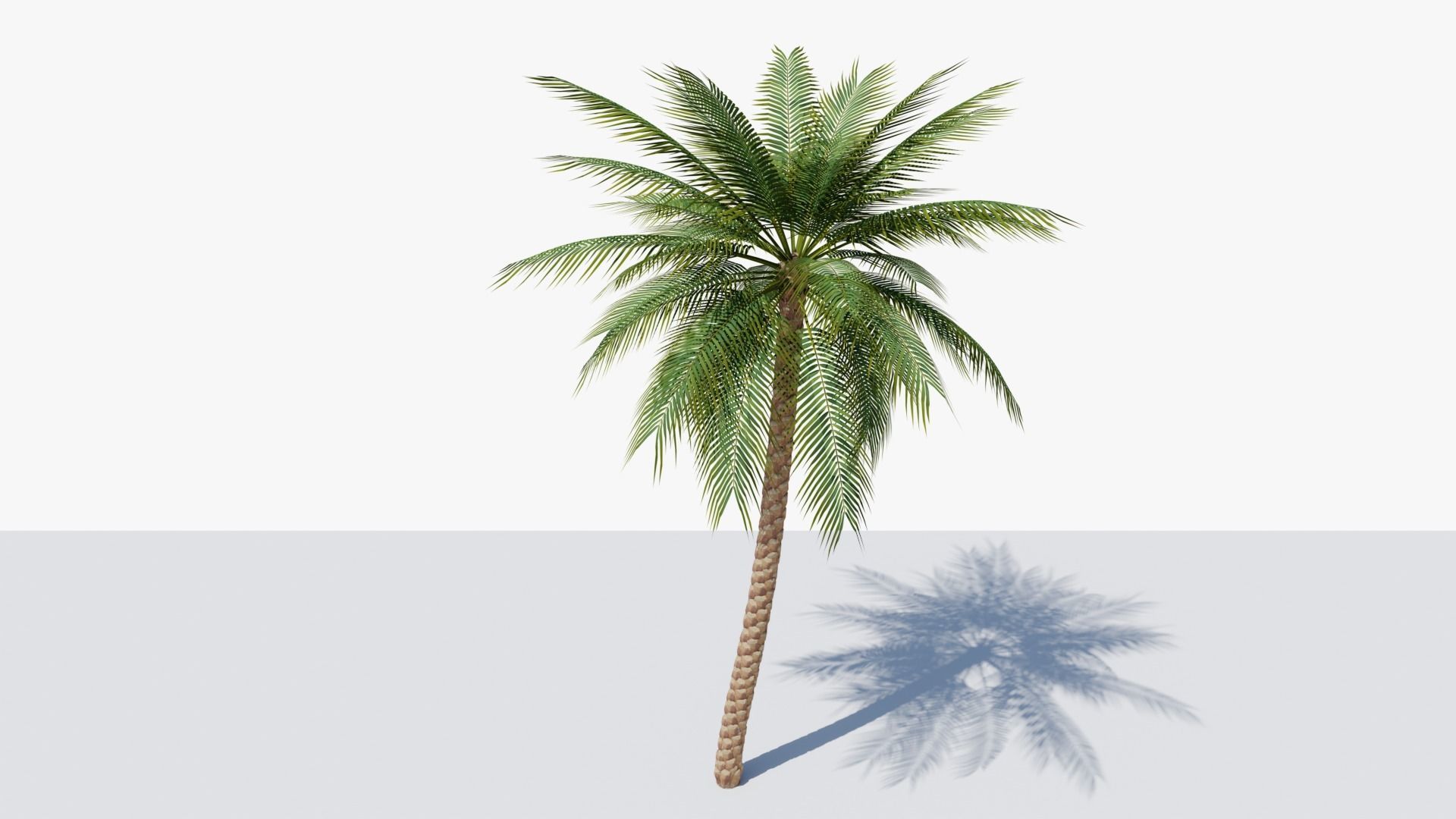 Date Palm v2 Low-poly 3D model_6