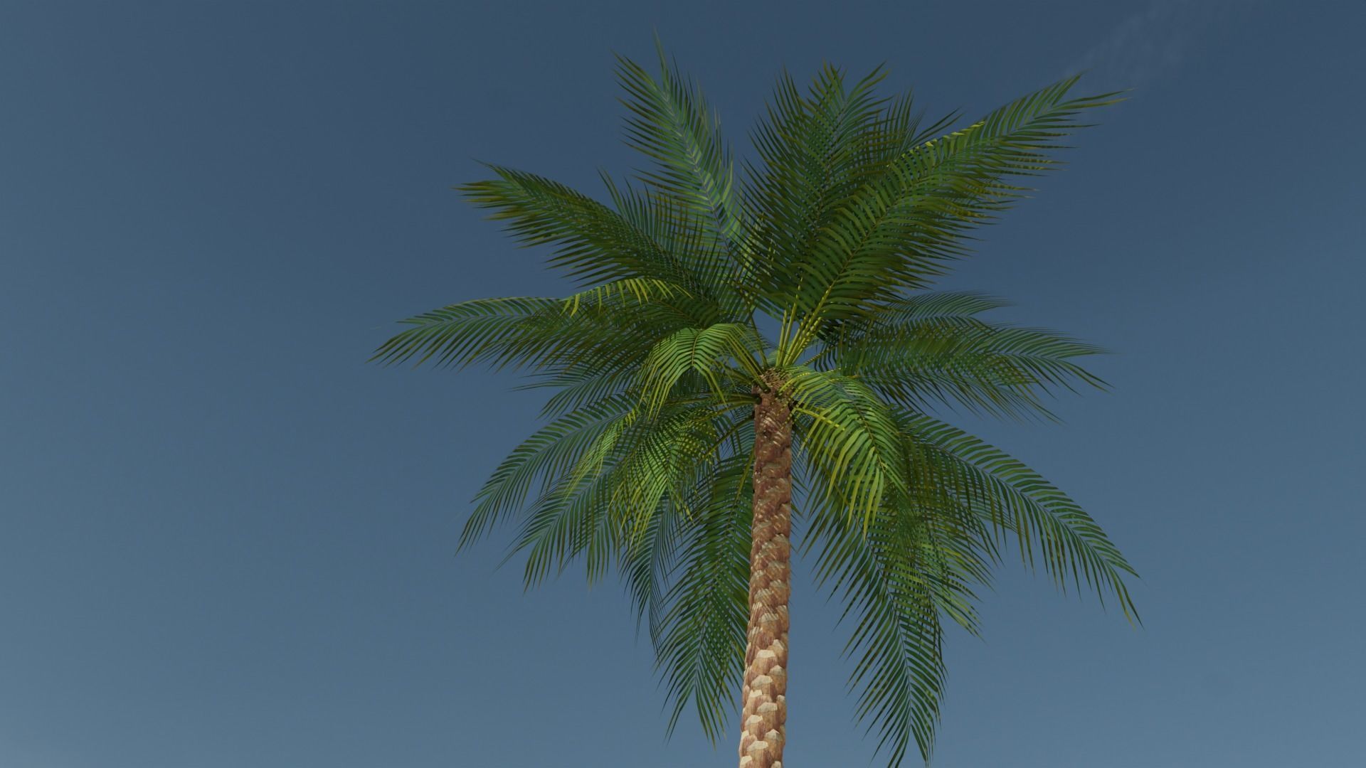 Date Palm v2 Low-poly 3D model_8