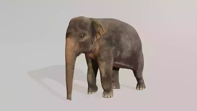 Asian elephant 