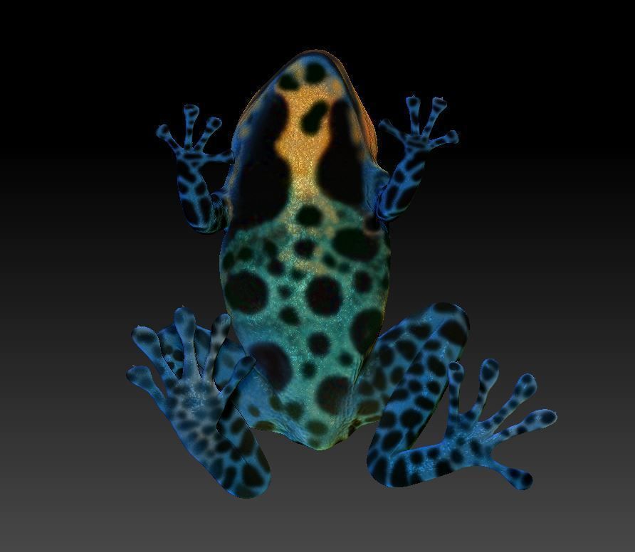 Poison dart frog 3D print model_5