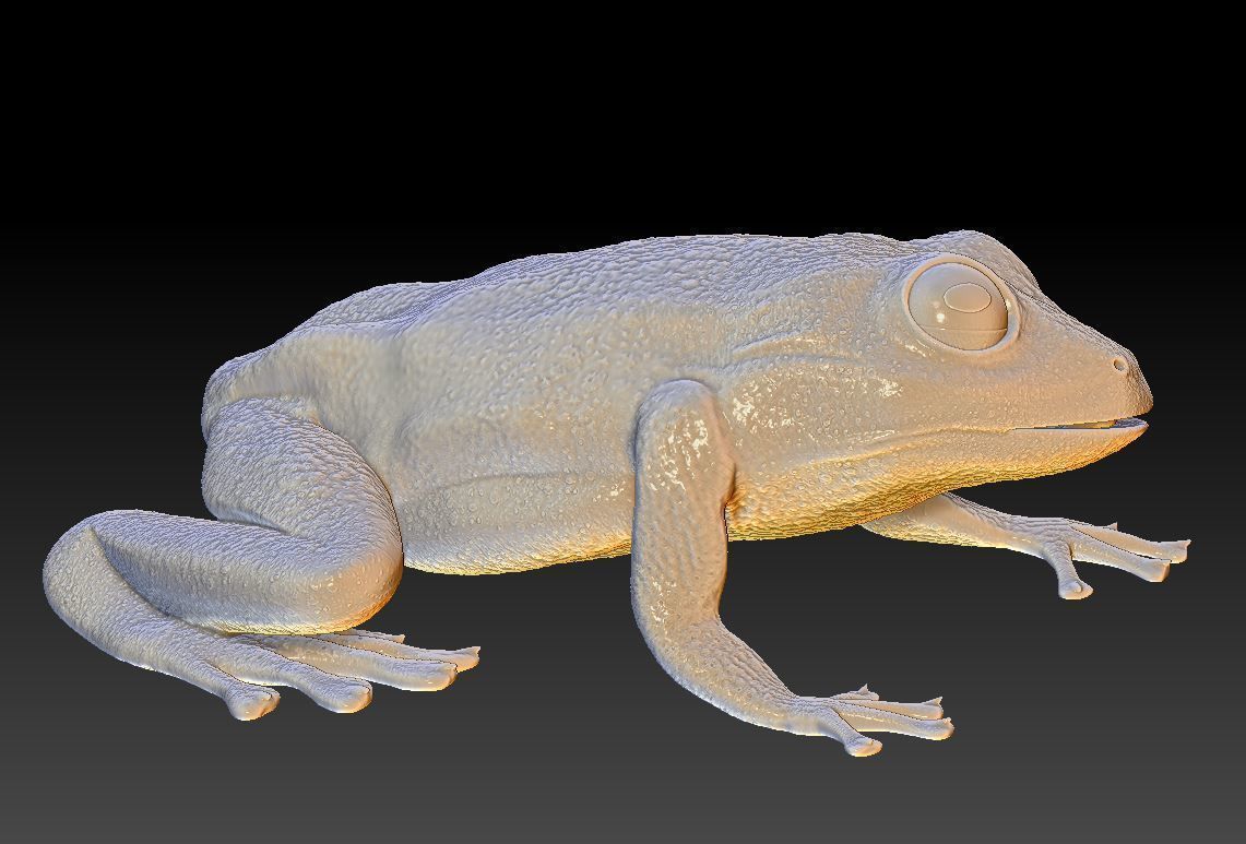 Poison dart frog 3D print model_8