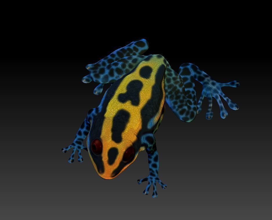 Poison dart frog 3D print model_6