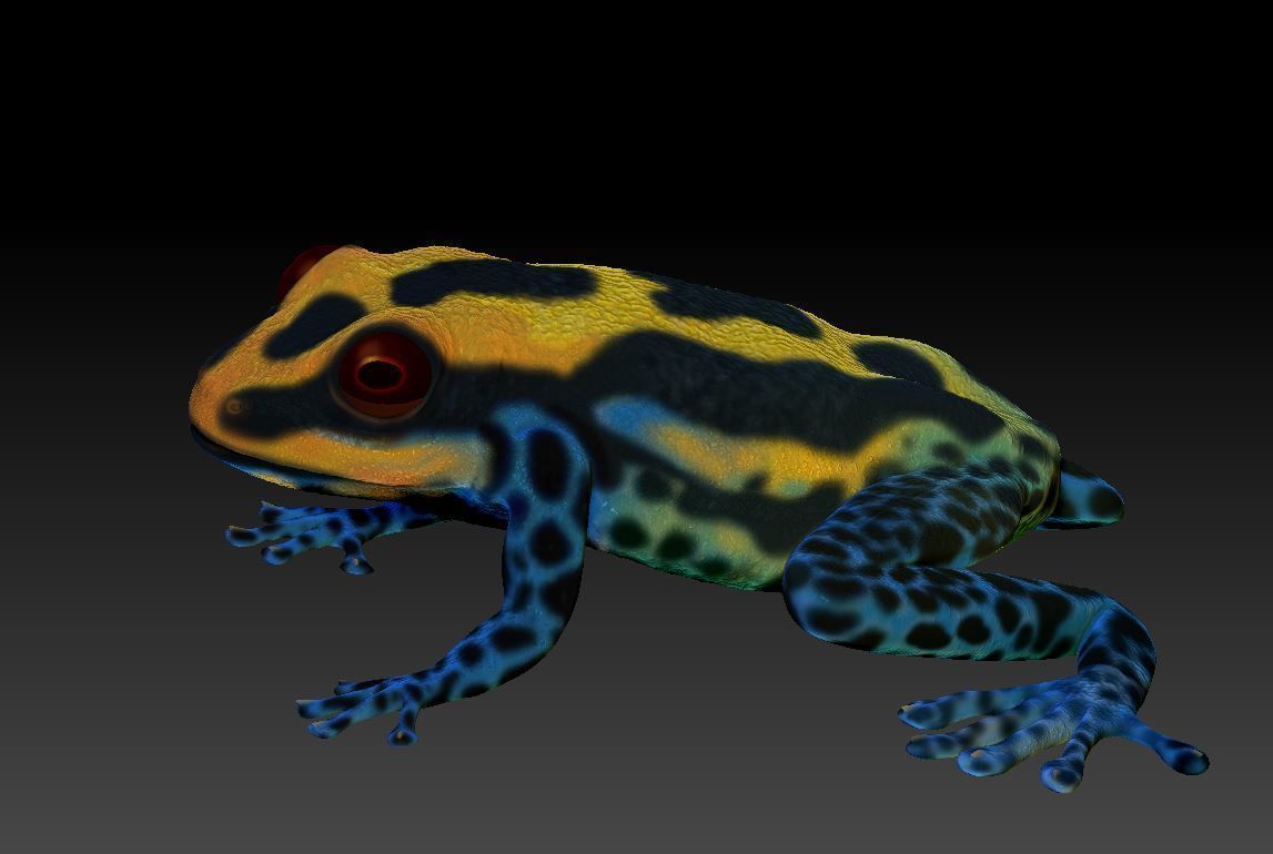 Poison dart frog 3D print model_4
