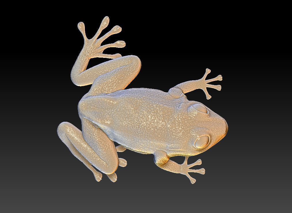 Poison dart frog 3D print model_2