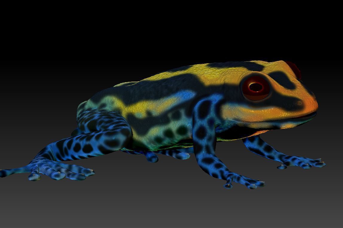 Poison dart frog 3D print model_10