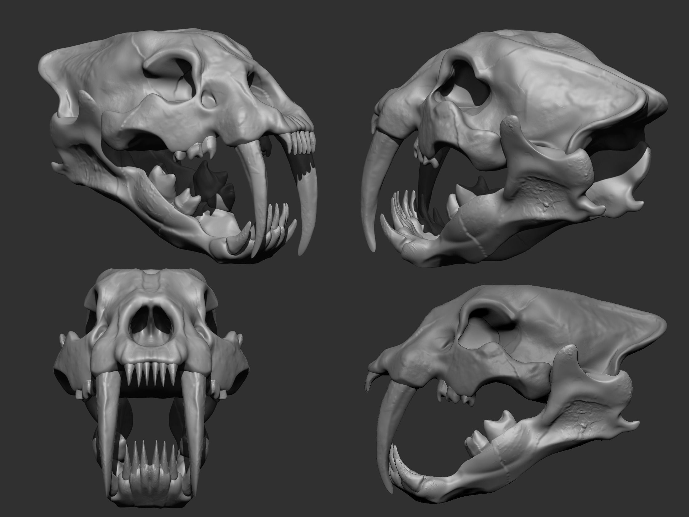 SaberTooth Skull Low-poly 3D model_4