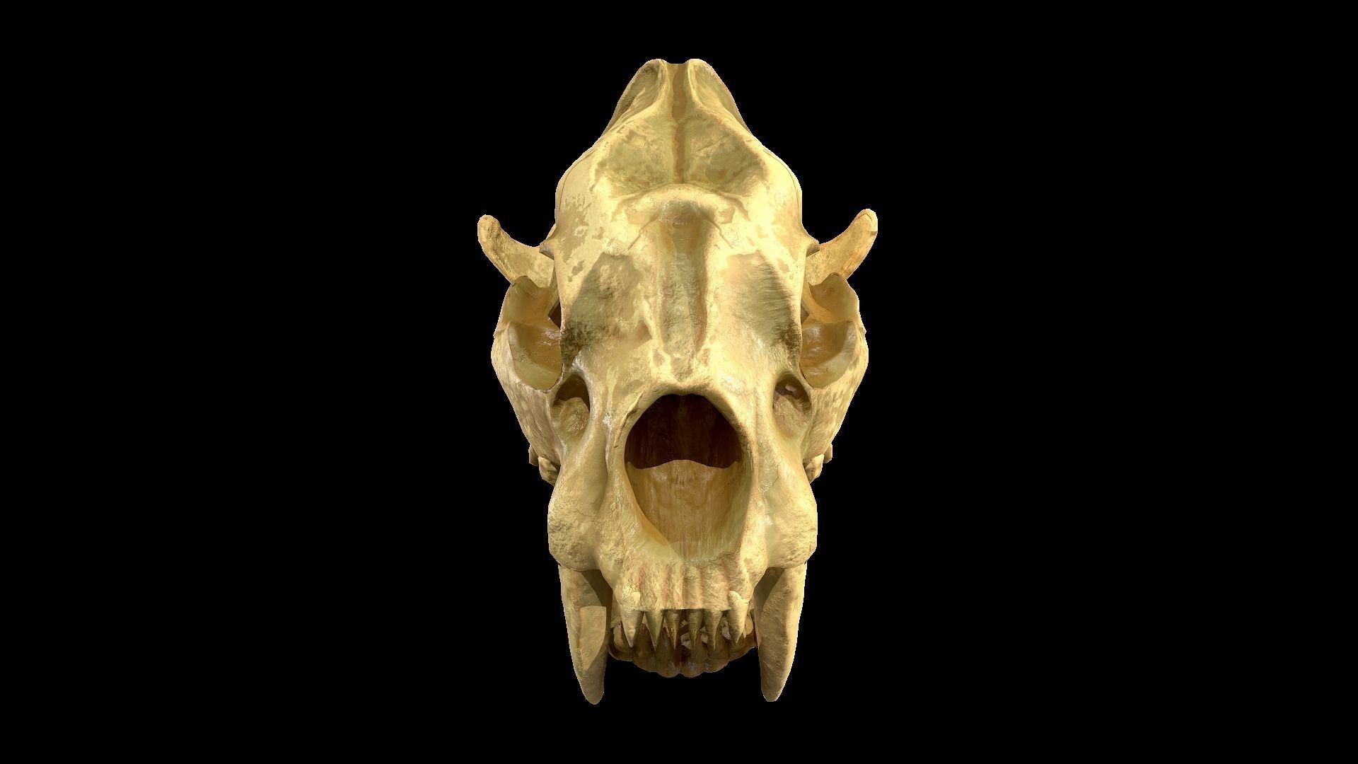 SaberTooth Skull Low-poly 3D model_2