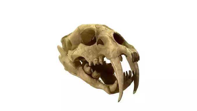 SaberTooth Skull