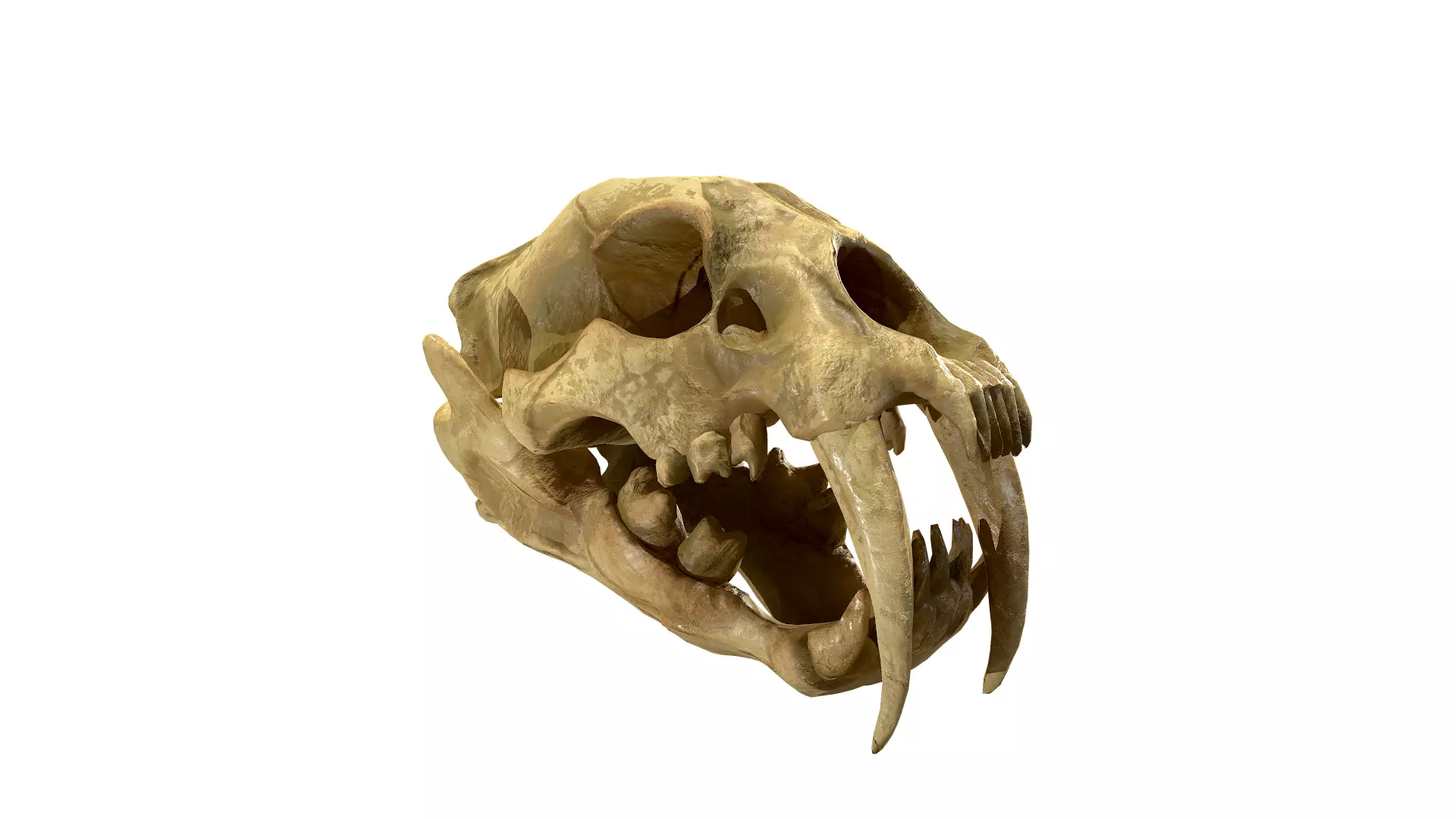 SaberTooth Skull Low-poly 3D model_0