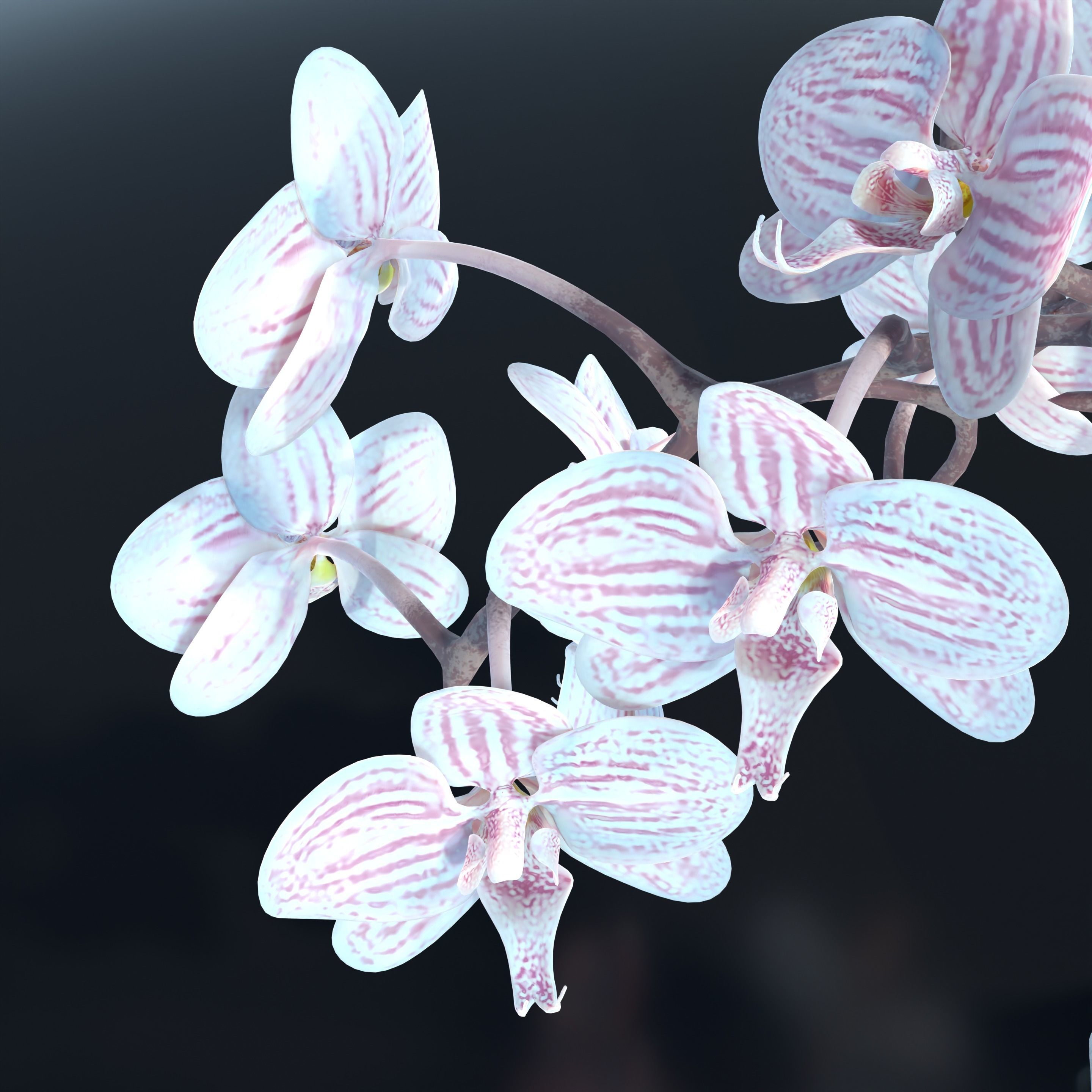 Moth Orchids Jar 3D model_13
