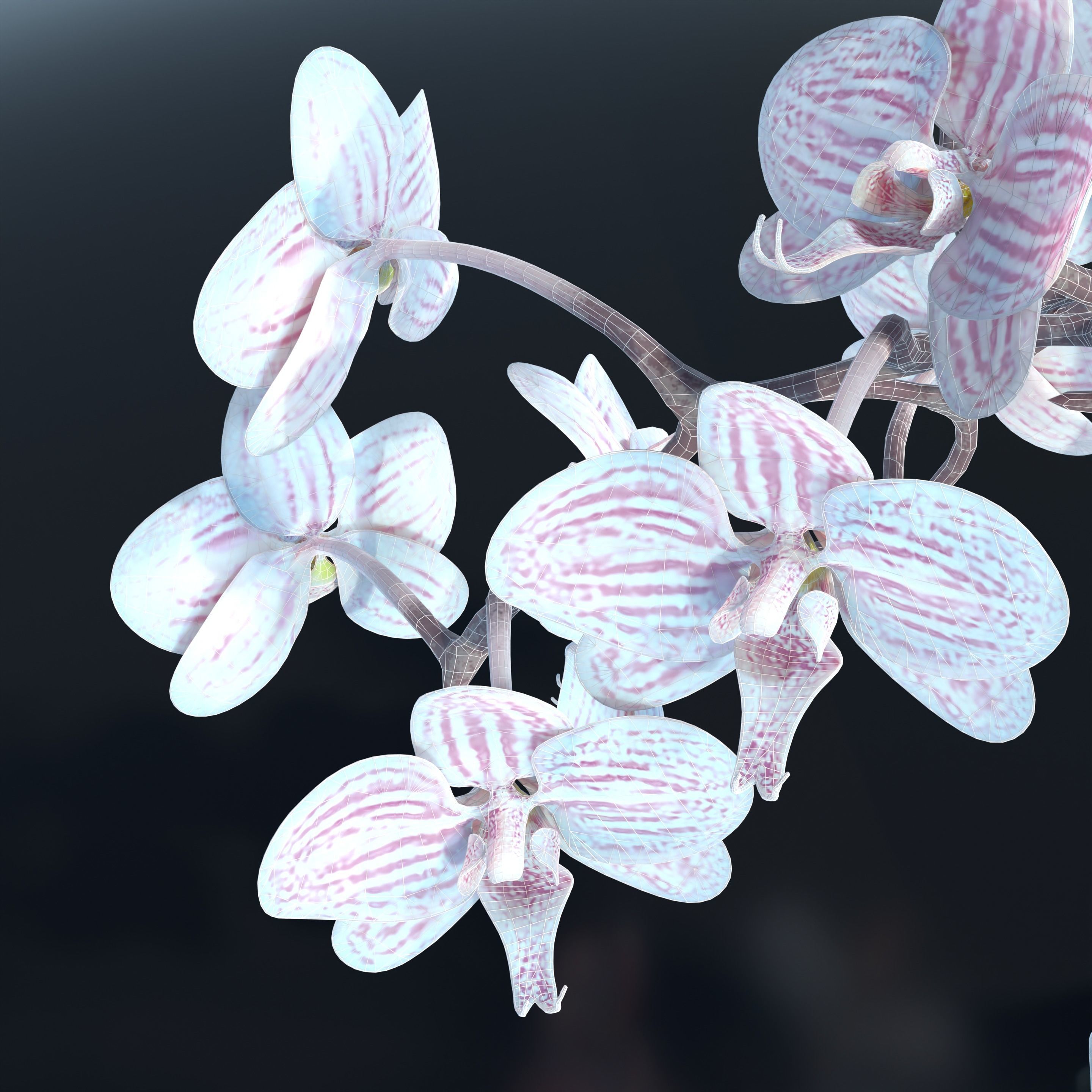 Moth Orchids Jar 3D model_14