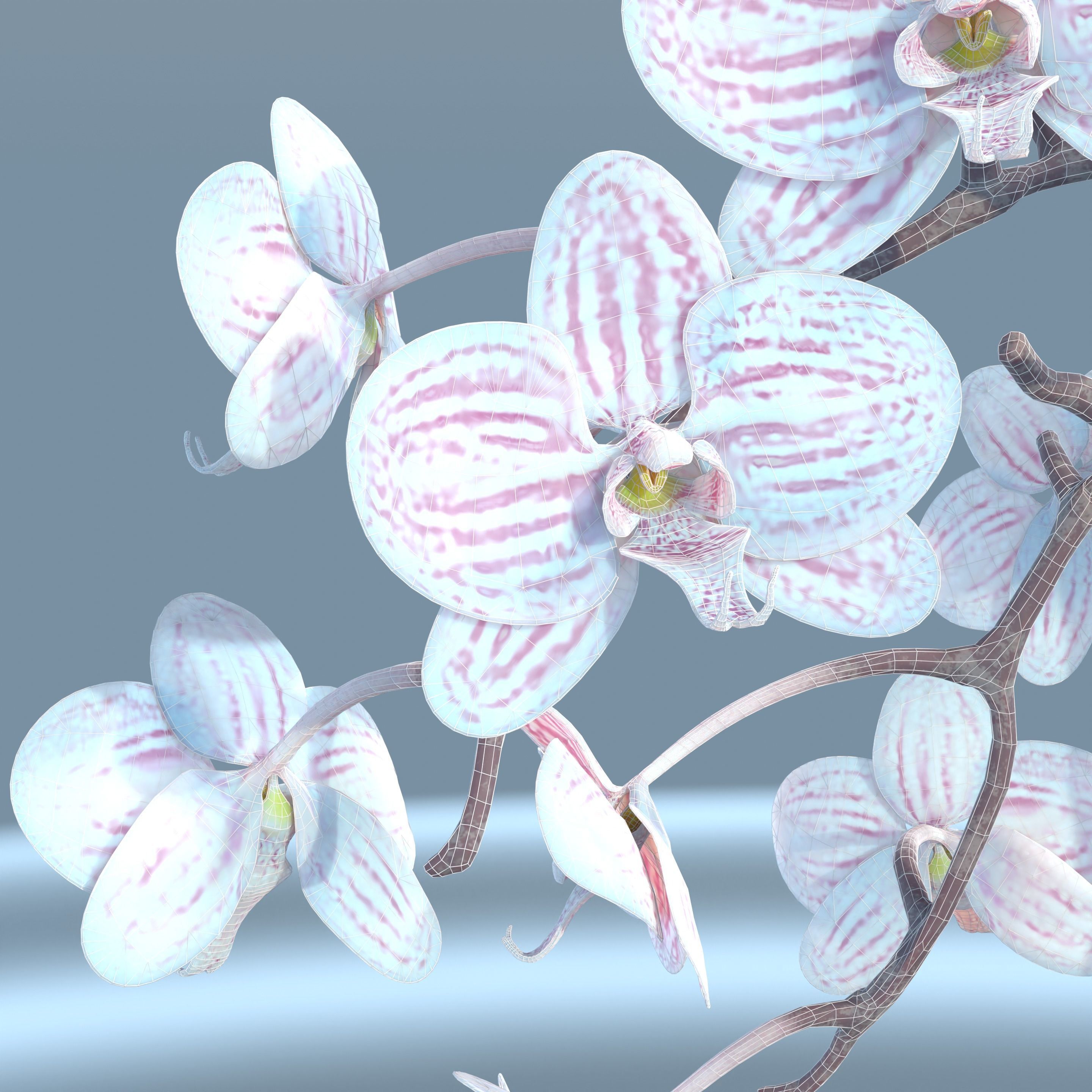 Moth Orchids Jar 3D model_12