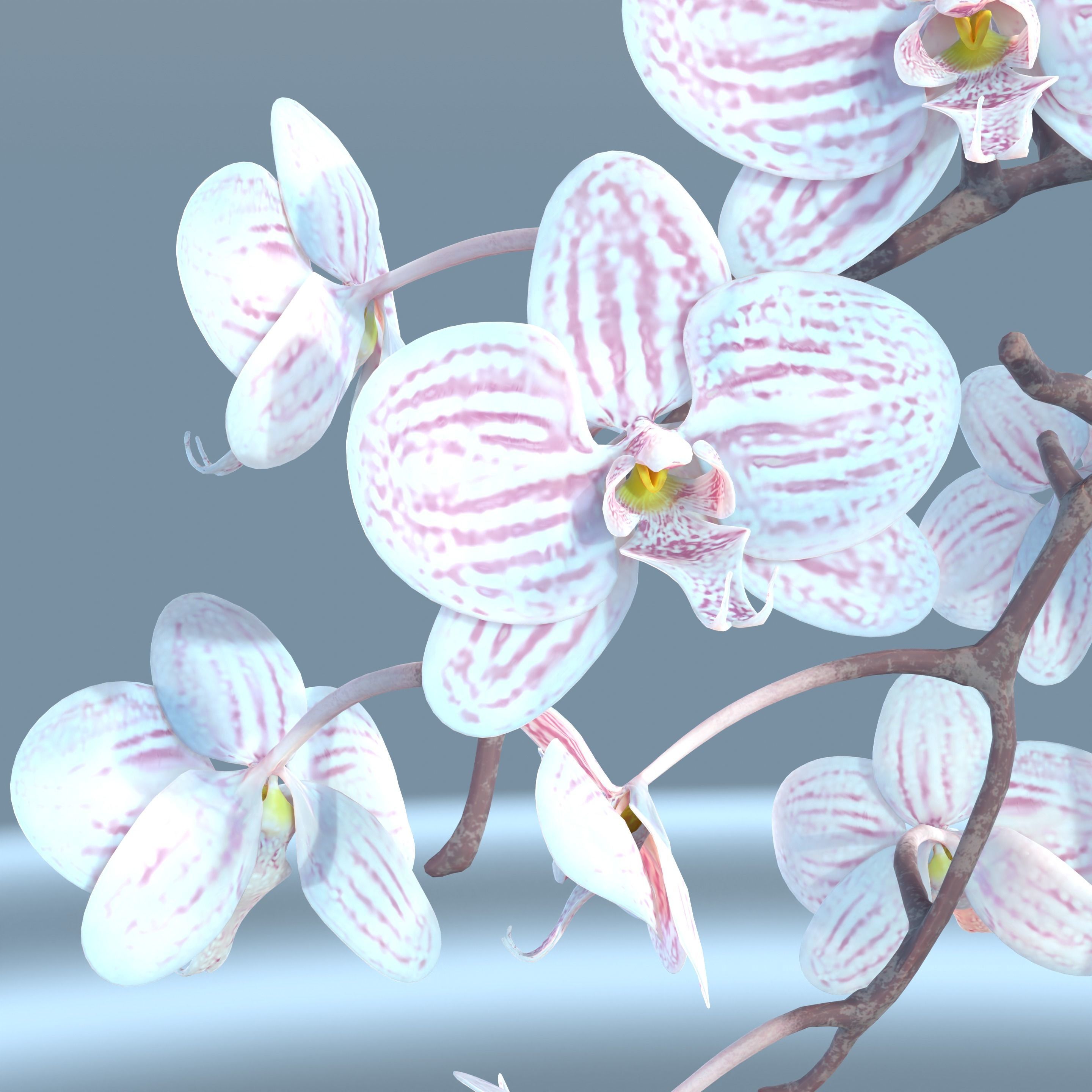 Moth Orchids Jar 3D model_19