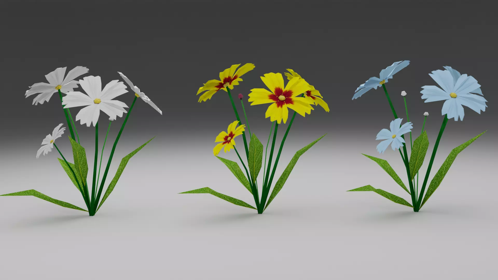 Coreopsis Flower Free low-poly 3D model_0