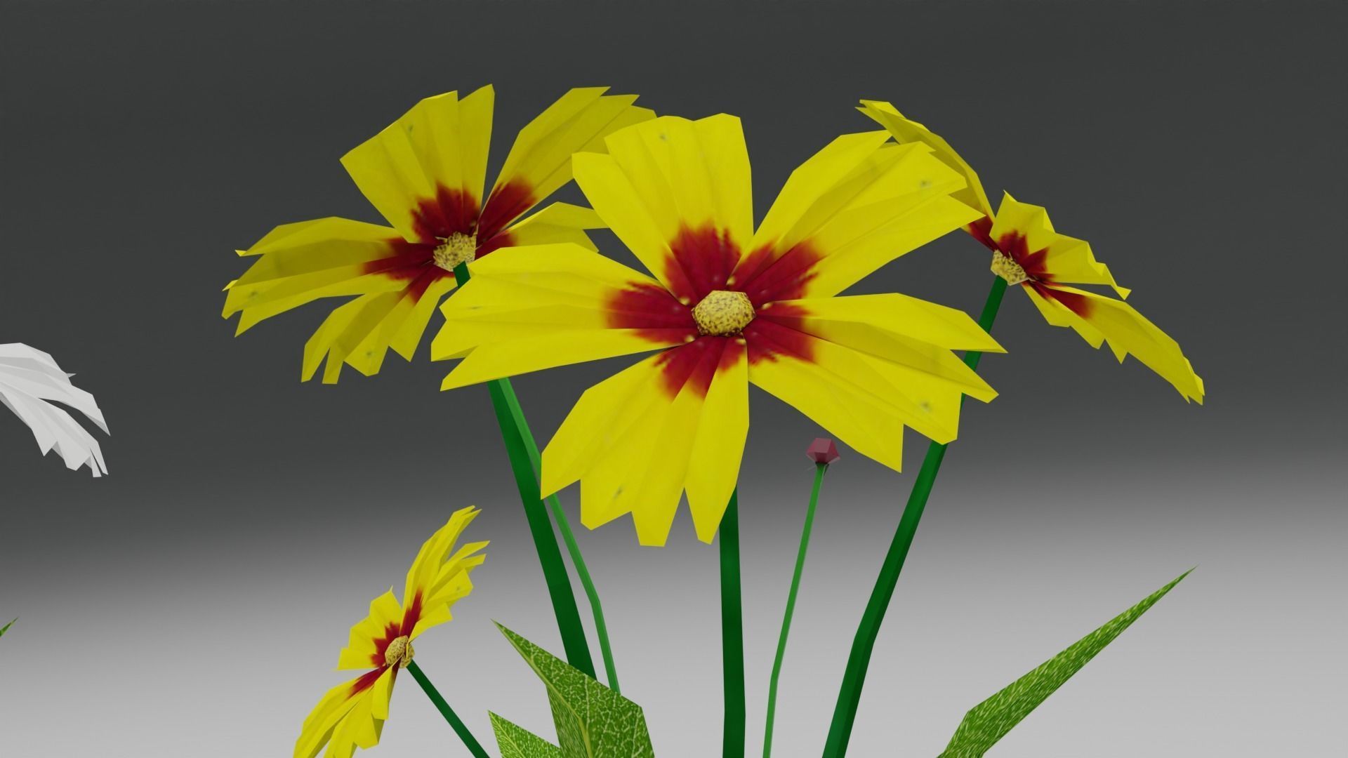 Coreopsis Flower Free low-poly 3D model_4