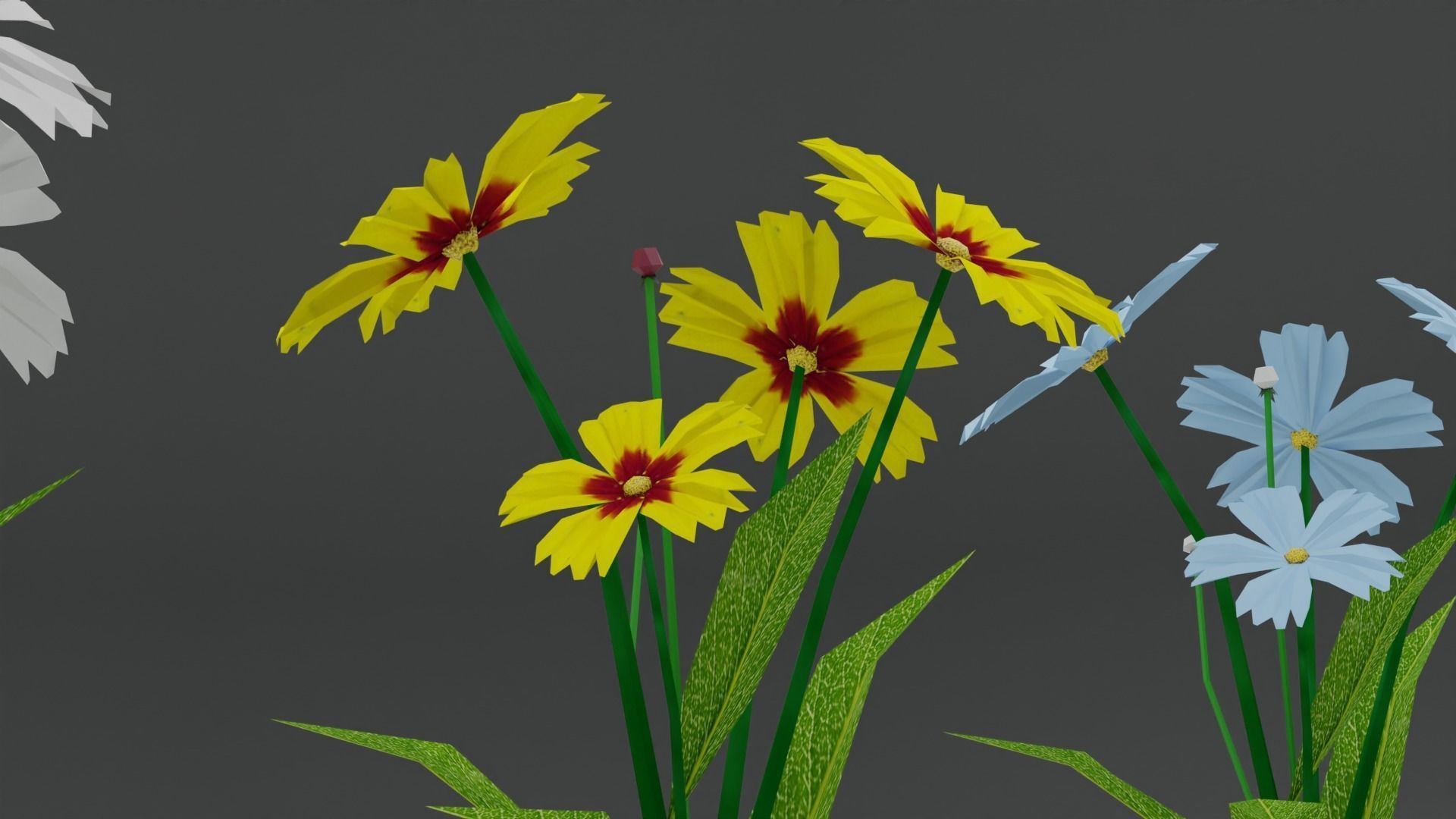 Coreopsis Flower Free low-poly 3D model_2
