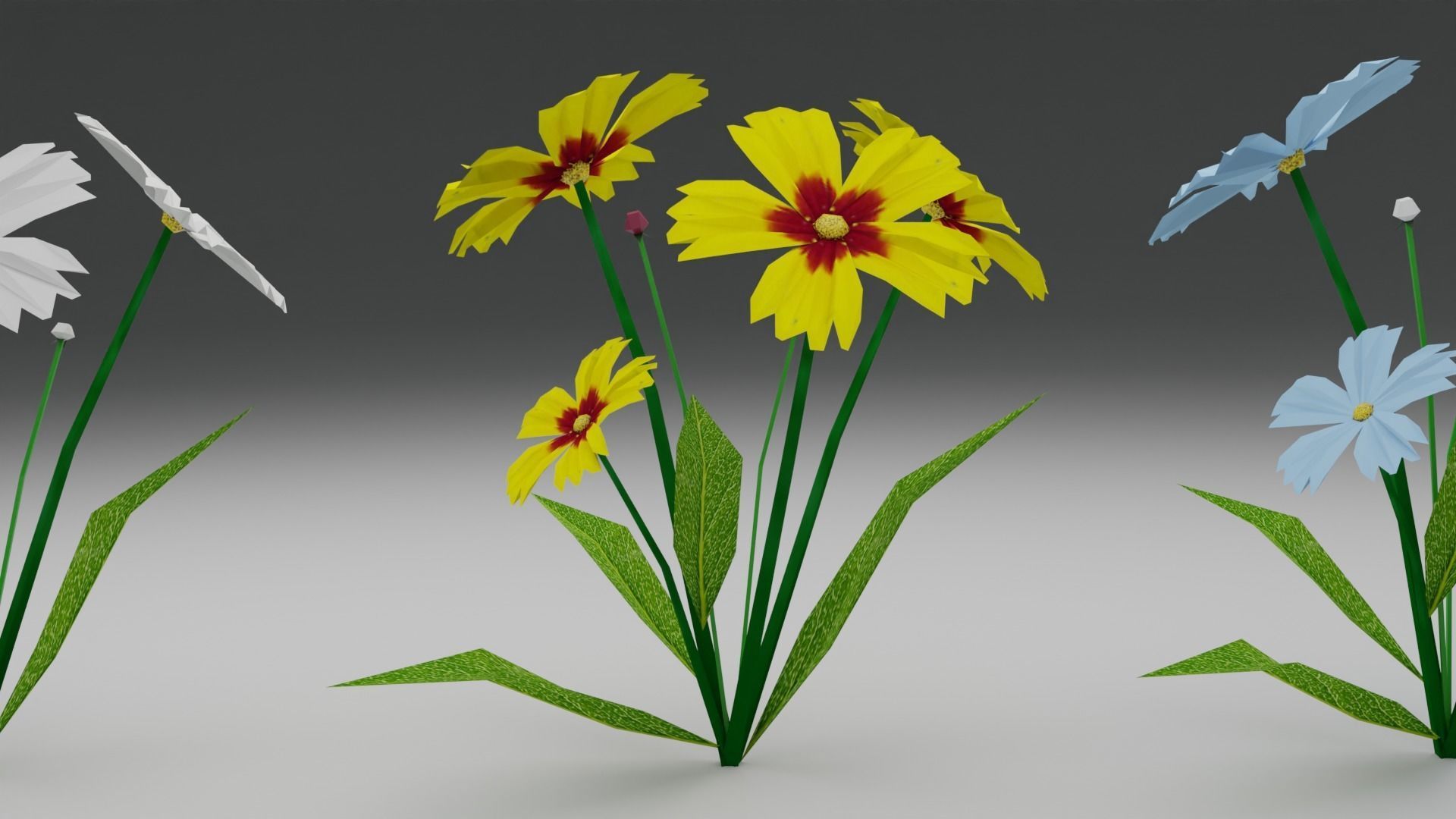 Coreopsis Flower Free low-poly 3D model_1