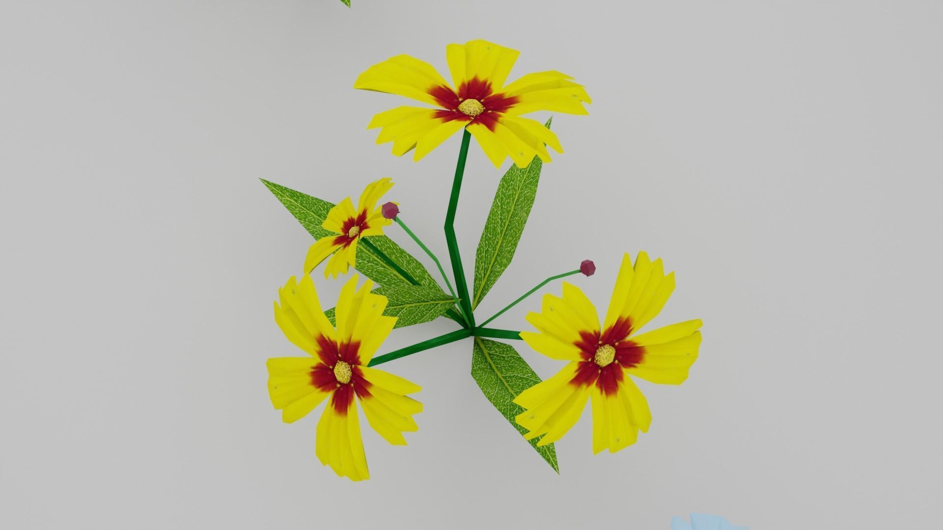 Coreopsis Flower Free low-poly 3D model_3