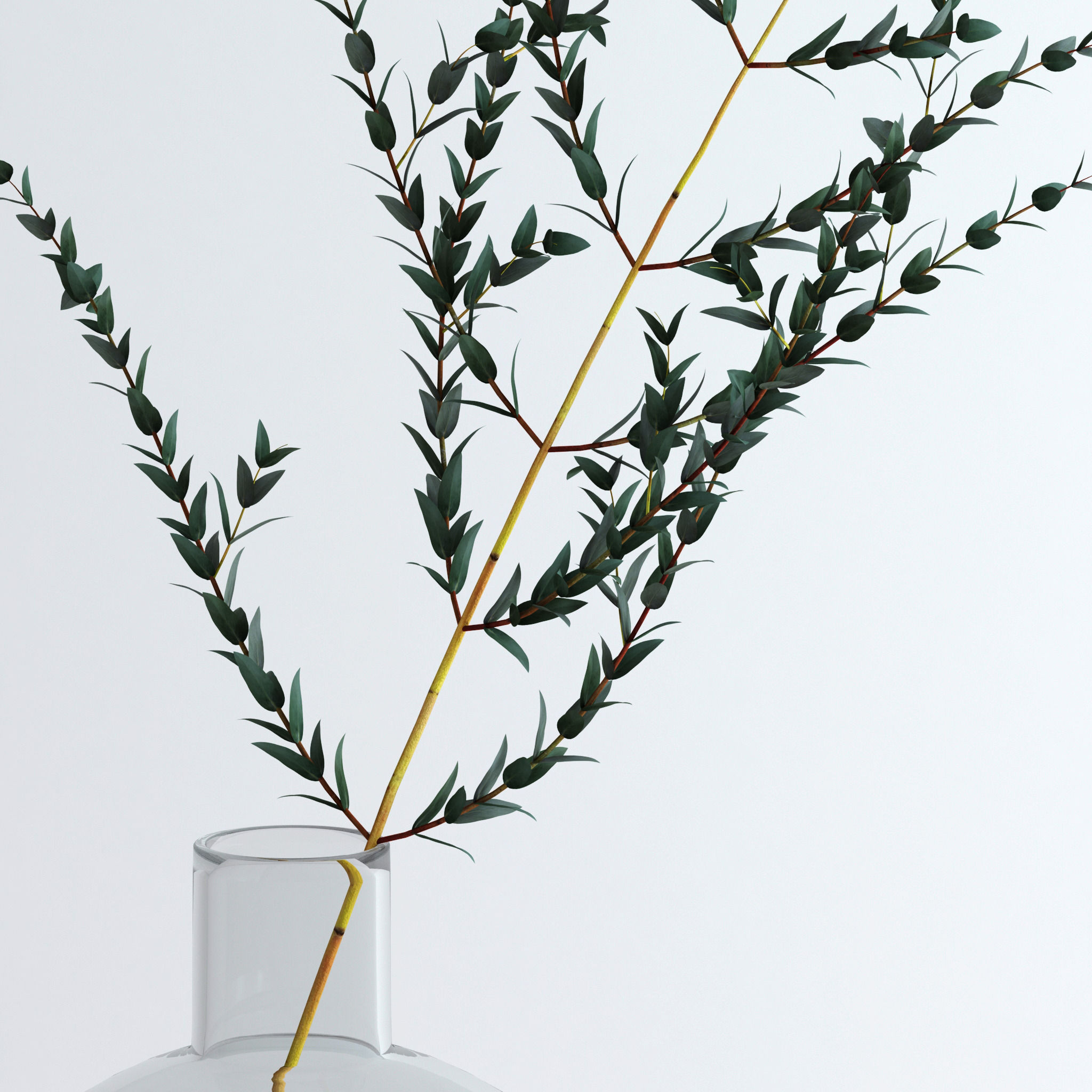 Eucalyptus Parvifolia 3D model_6