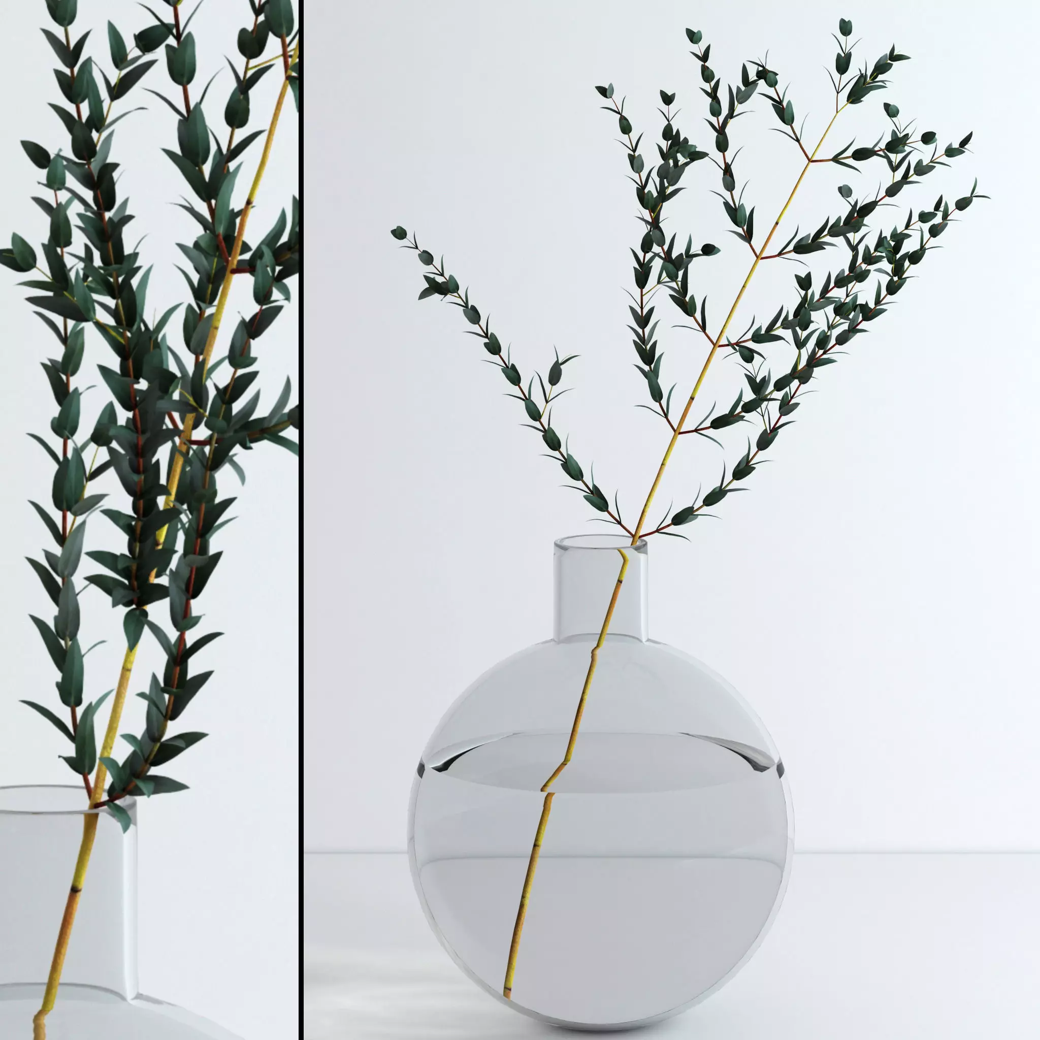 Eucalyptus Parvifolia 3D model_0