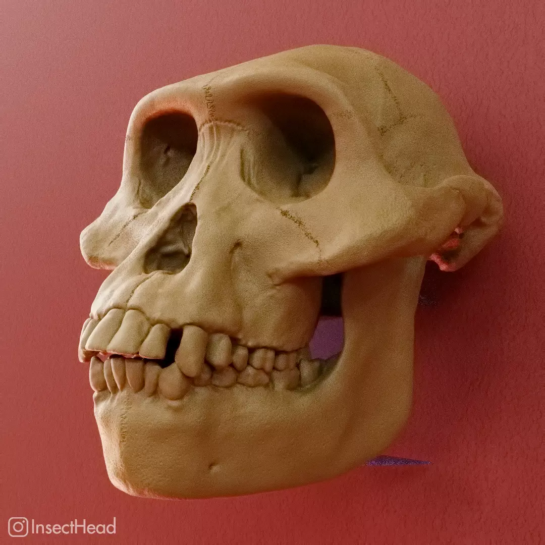 Australopithecus afarensis skull for 3D print 3D print model_0