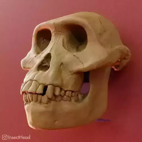 Australopithecus afarensis skull for 3D print 3D print model