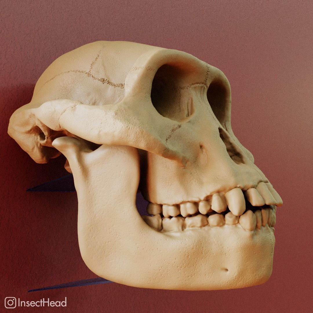 Australopithecus afarensis skull for 3D print 3D print model_1