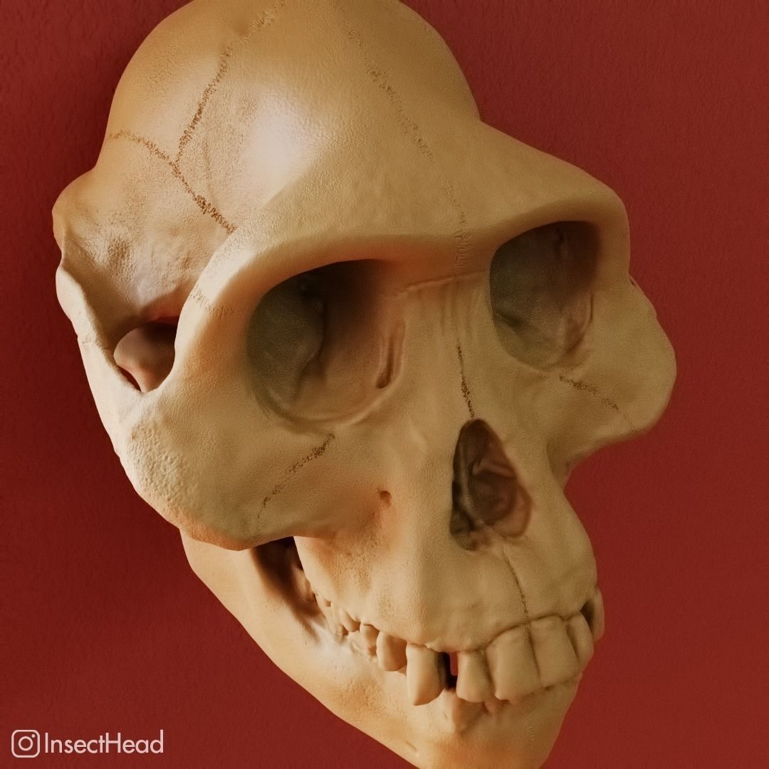 Australopithecus afarensis skull for 3D print 3D print model_2