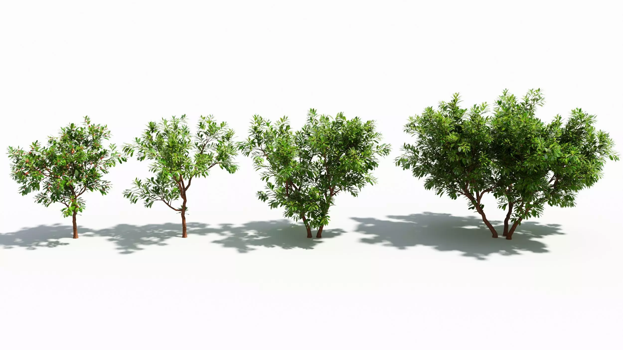 Arbutus tree 3D model