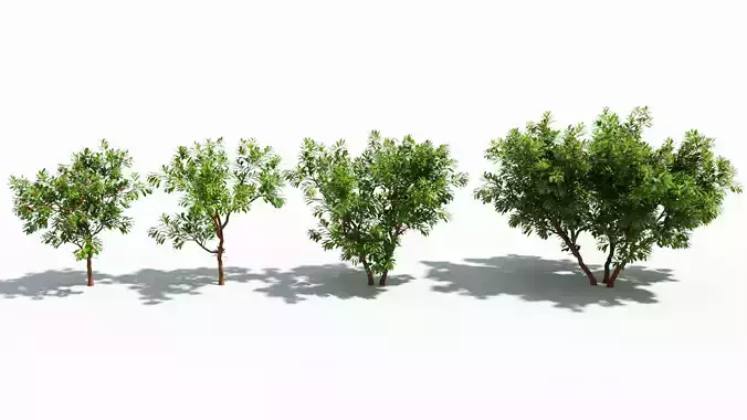 Arbutus tree 3D model