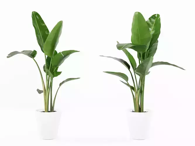 Plant banana Strelitzia Nicolai L 