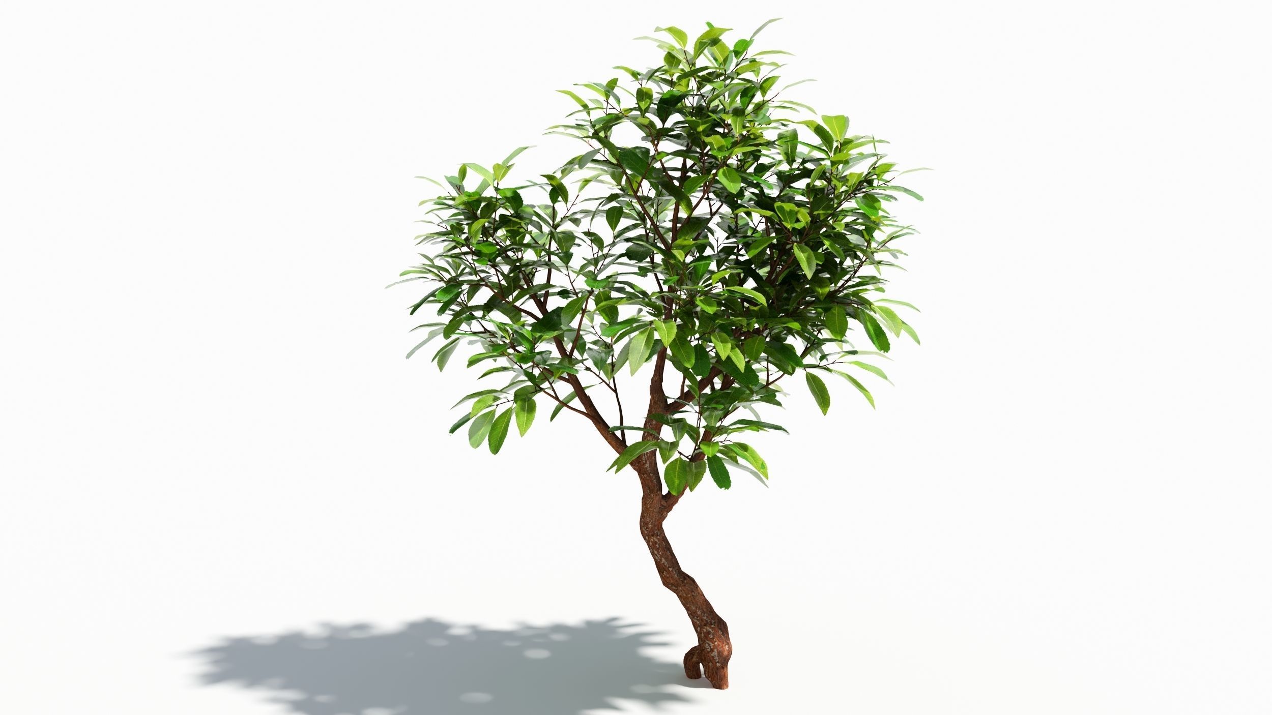 Arbutus tree  3D model_7