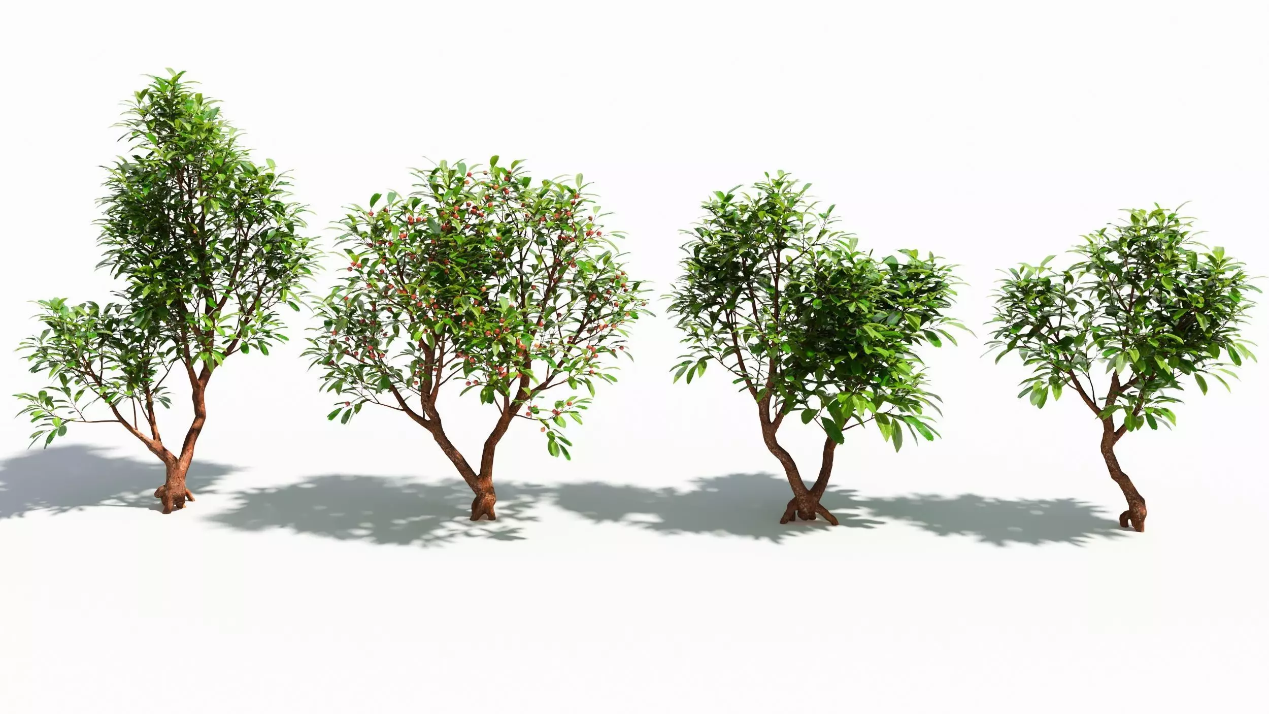Arbutus tree  3D model_0