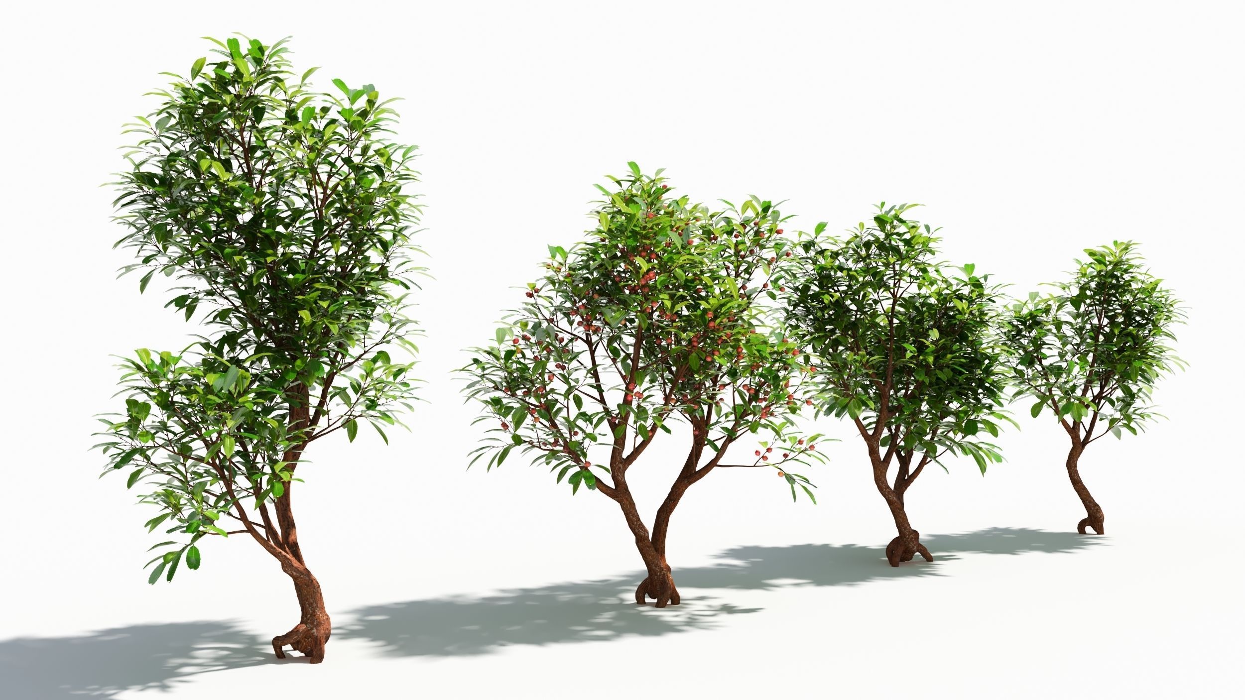 Arbutus tree  3D model_1