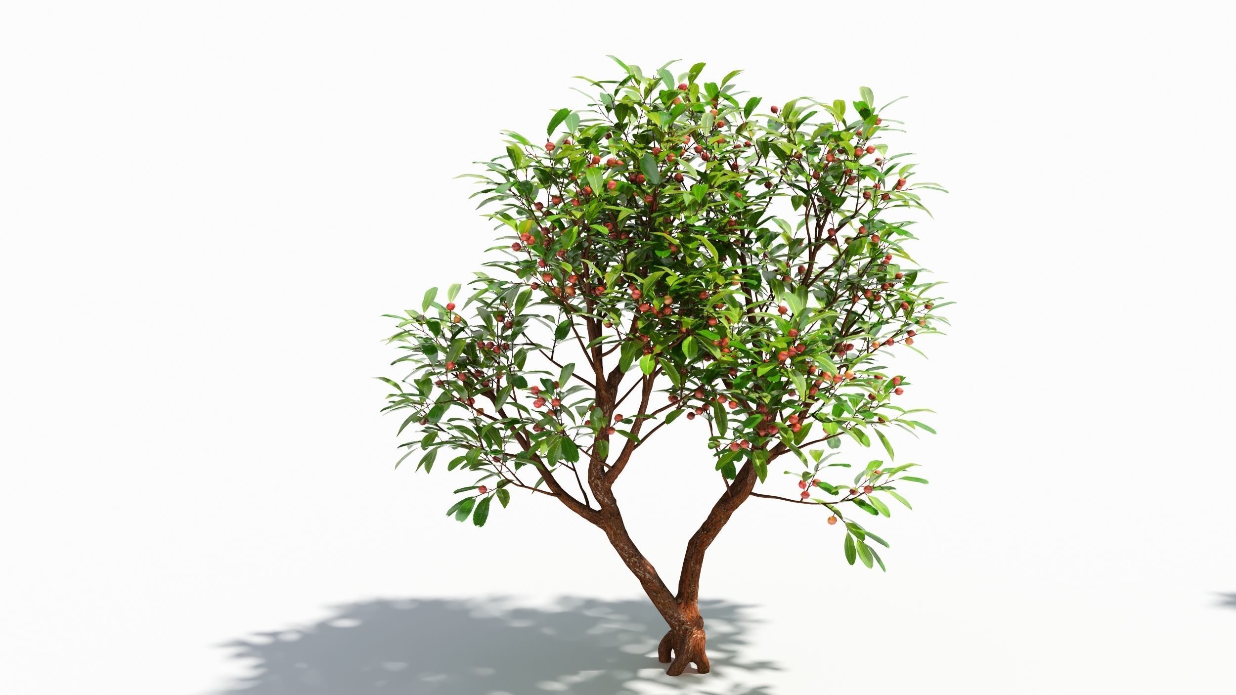 Arbutus tree  3D model_5