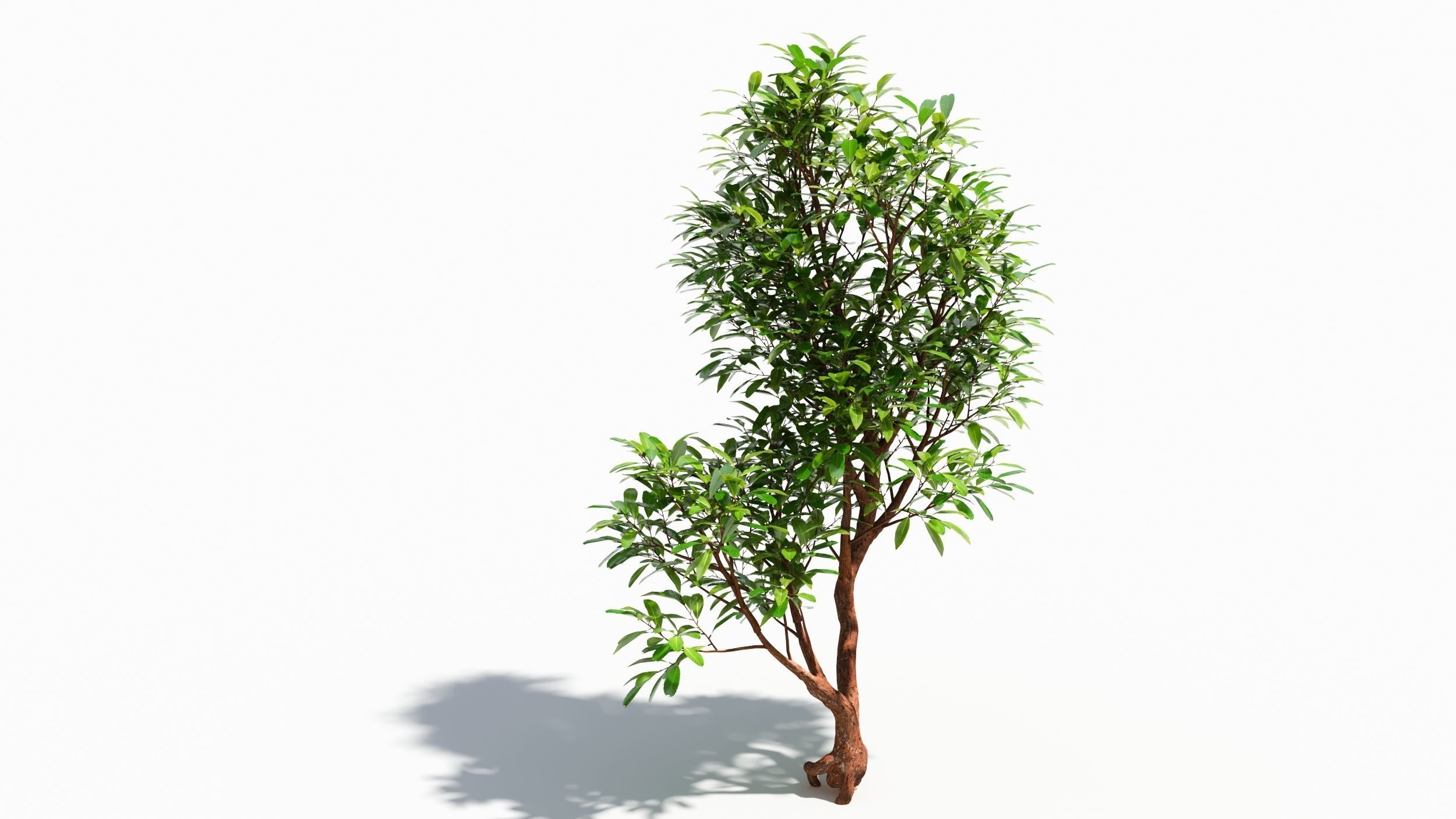Arbutus tree  3D model_4