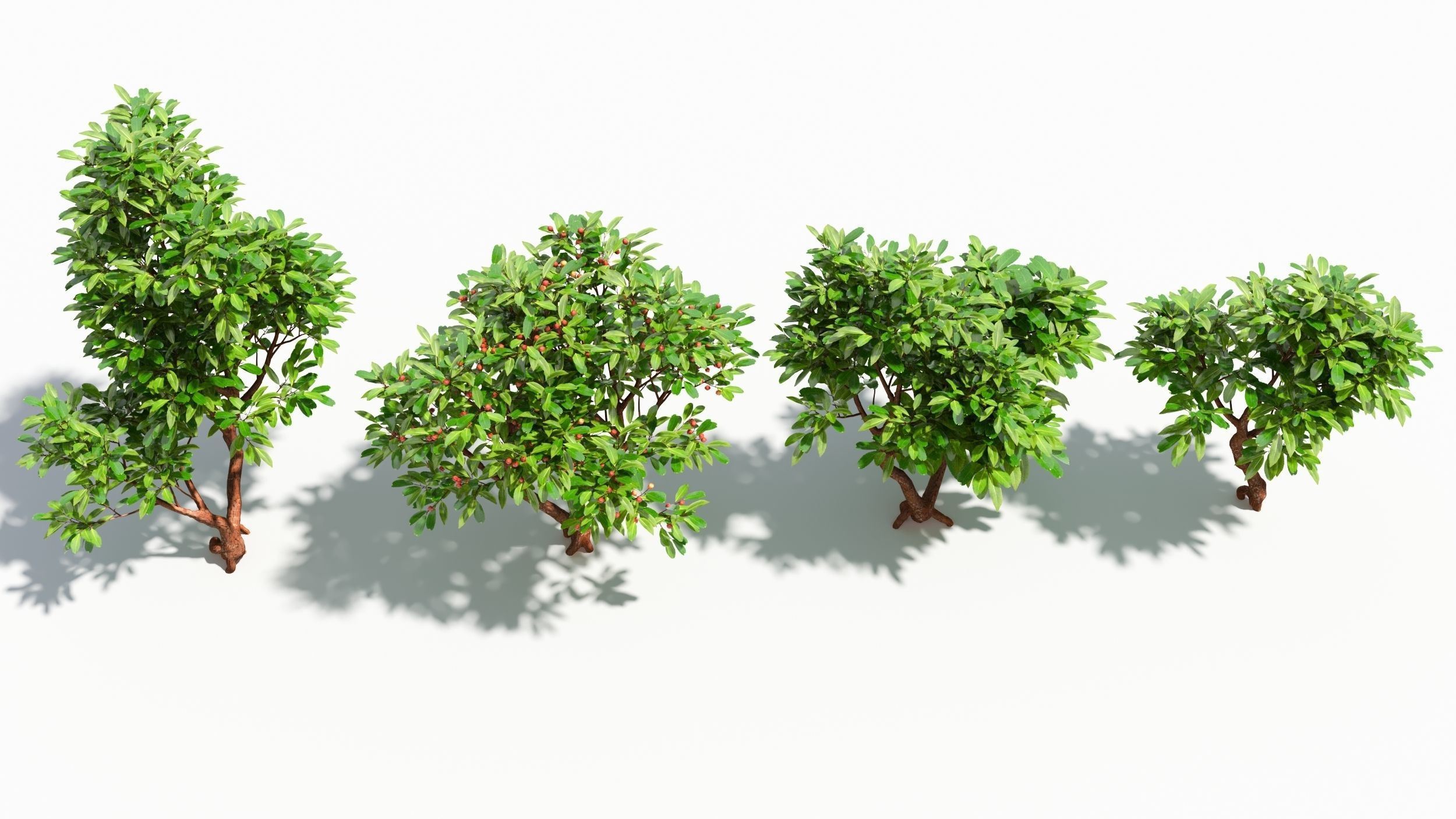 Arbutus tree  3D model_2