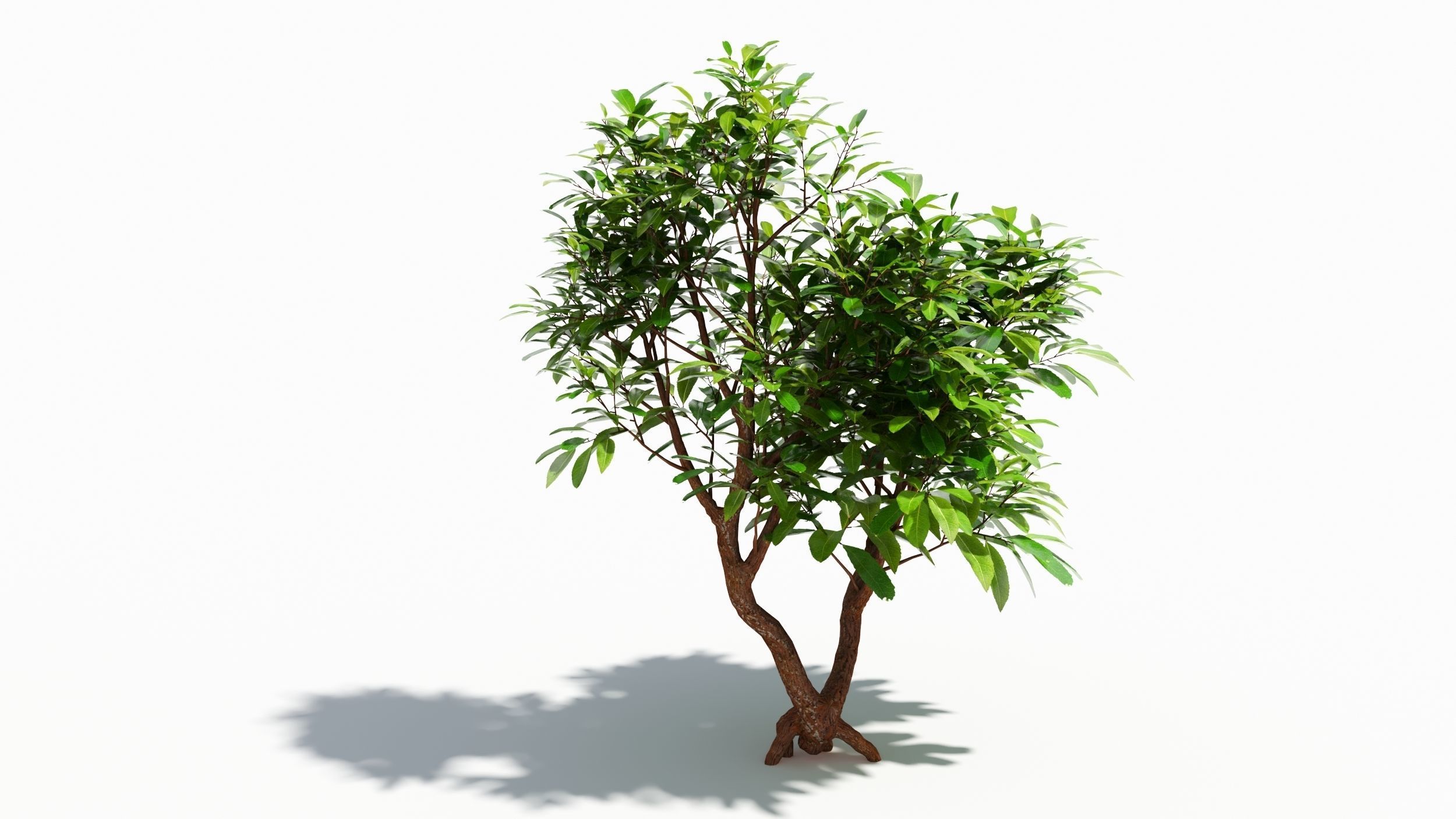 Arbutus tree  3D model_6