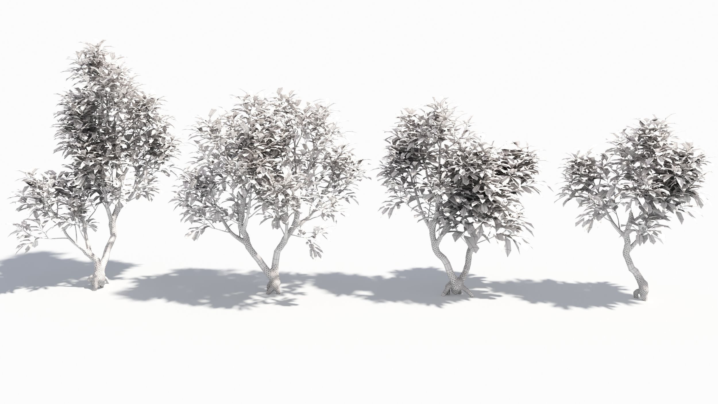 Arbutus tree  3D model_8