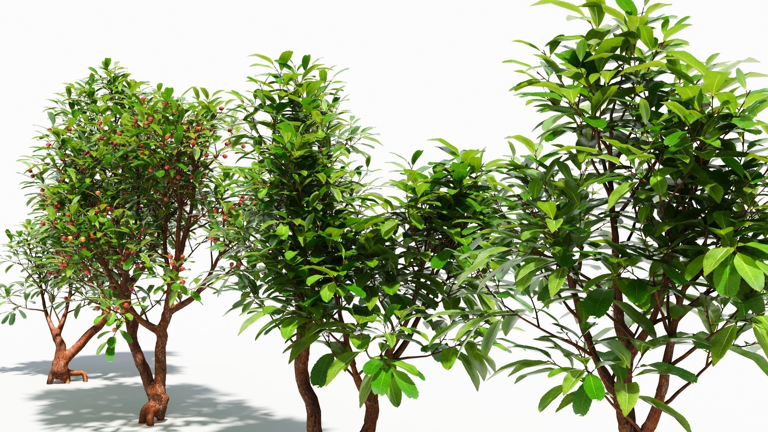 Arbutus tree  3D model_3