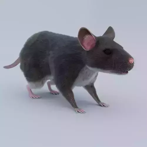 Rat Rigged 3D model 3D model
