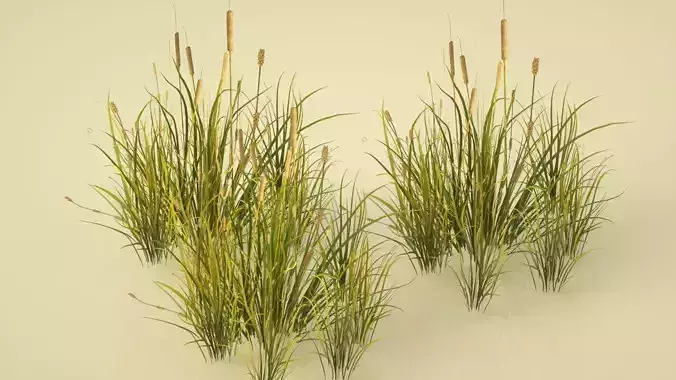 rice rice fragrance rice 3D model
