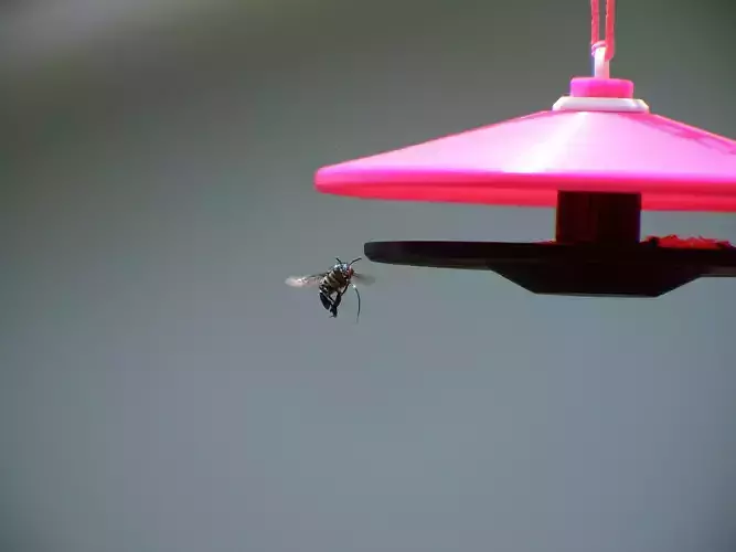 The BeeClub Feeding and Breeding Platform for Orchid Bees 3D print model