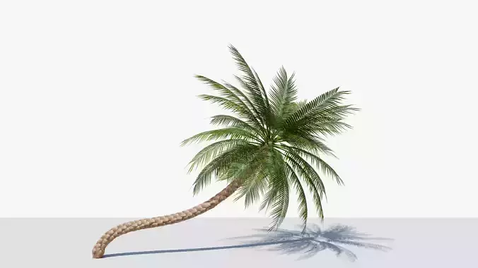 Date Palm v3 Low-poly 3D model
