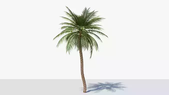 Date Palm v4 Low-poly 3D model