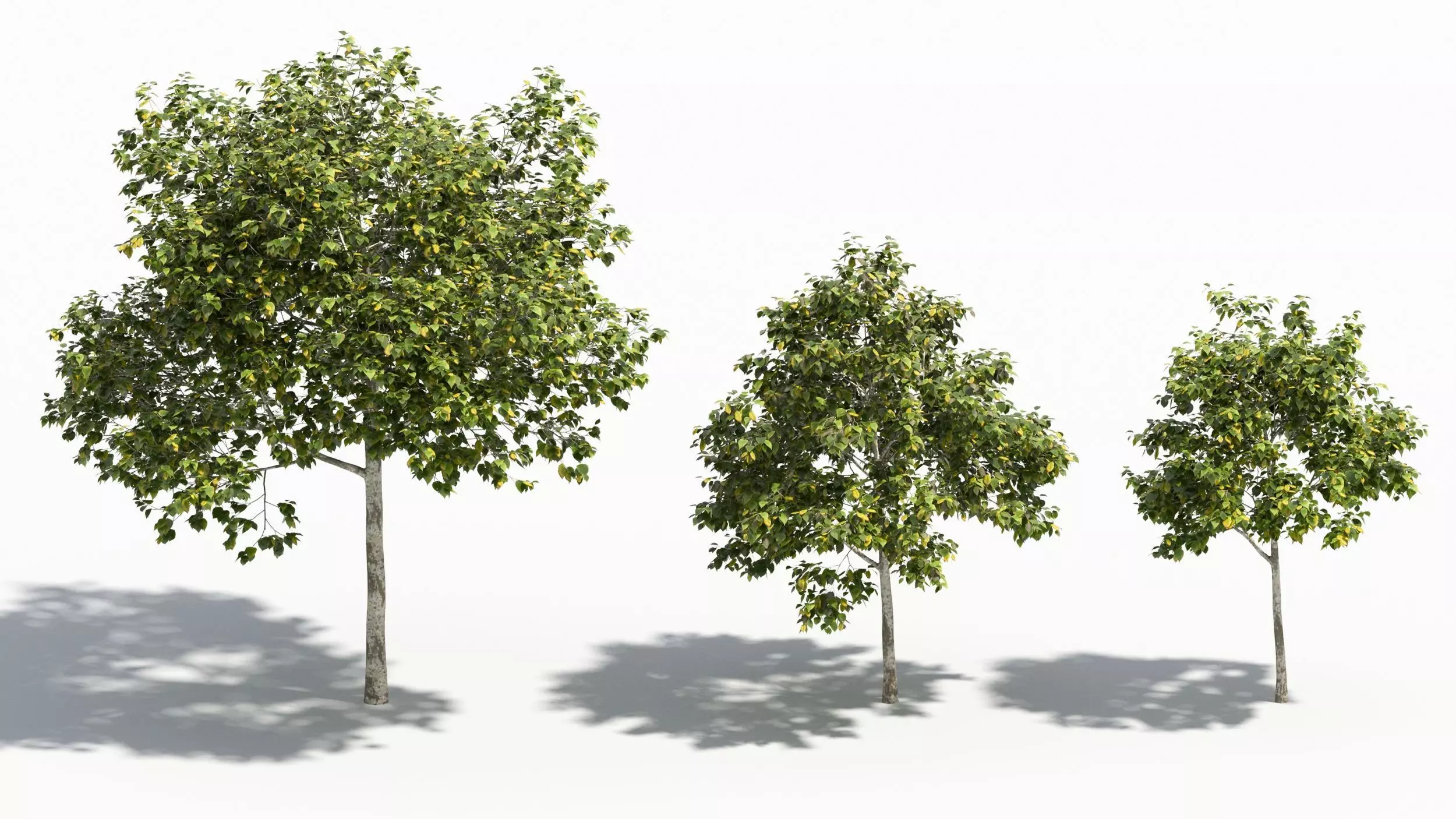 Betula tree 3D model