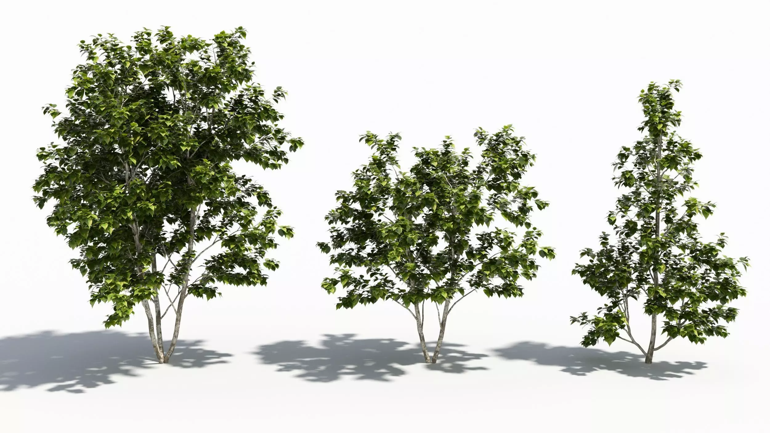 Betula tree 3D model