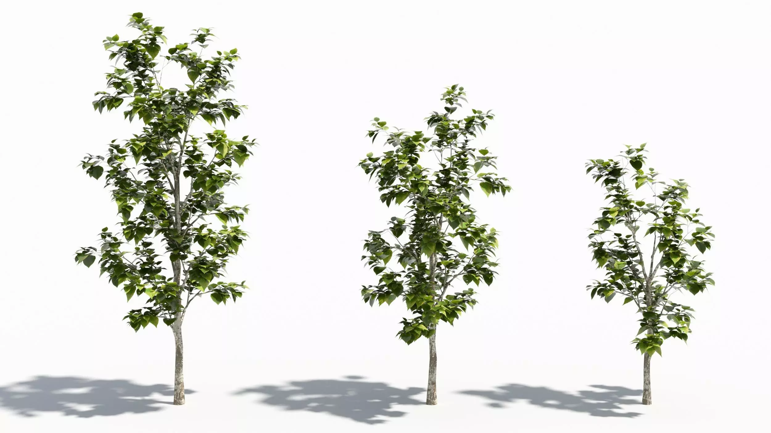 Betula tree 3D model